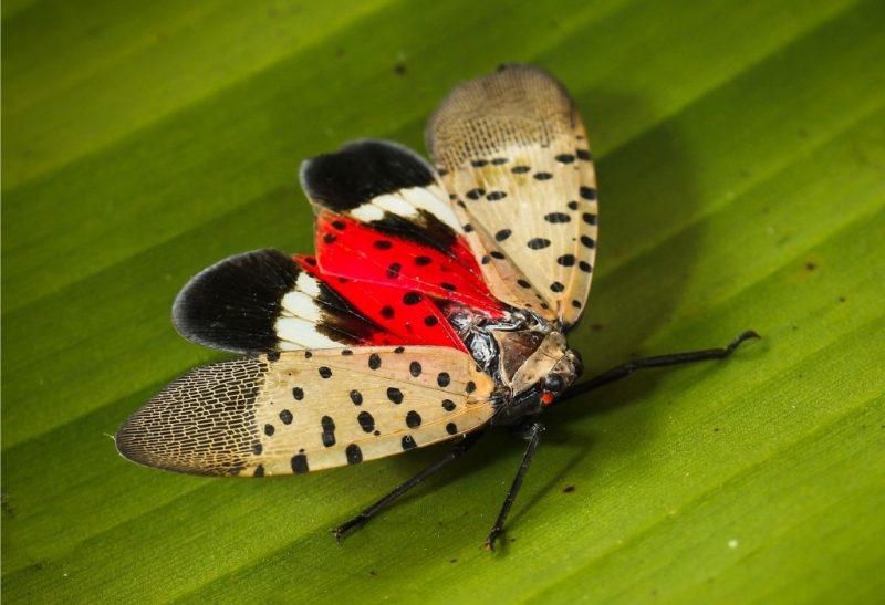 How To Get Rid Of Lanternflies Naturally All You Need To Know 