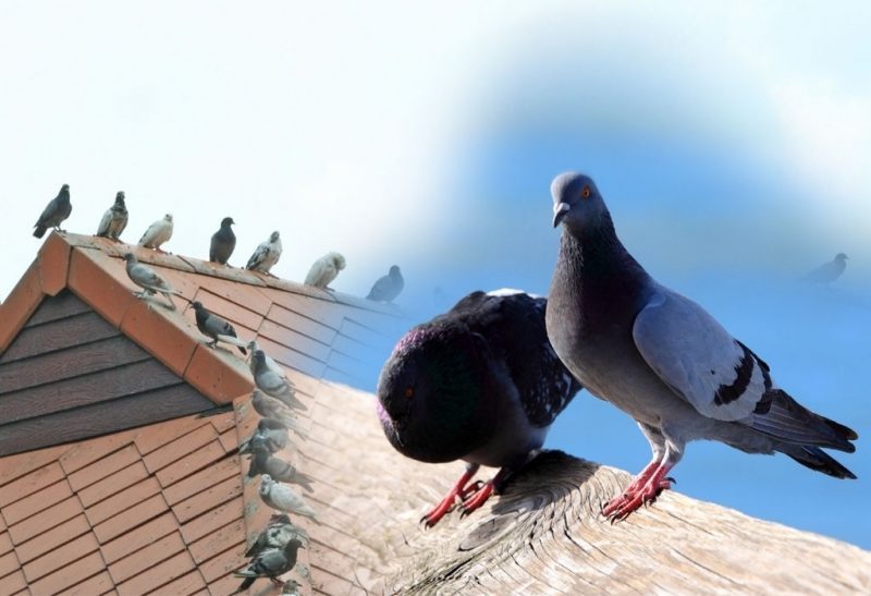 How To Get Rid of Pigeons