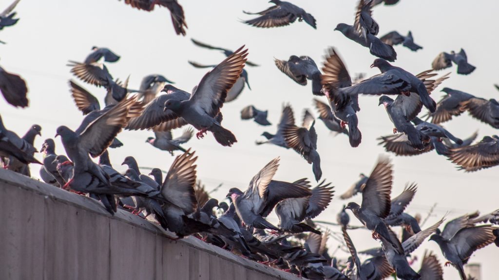 How To Get Rid of Pigeons Naturally