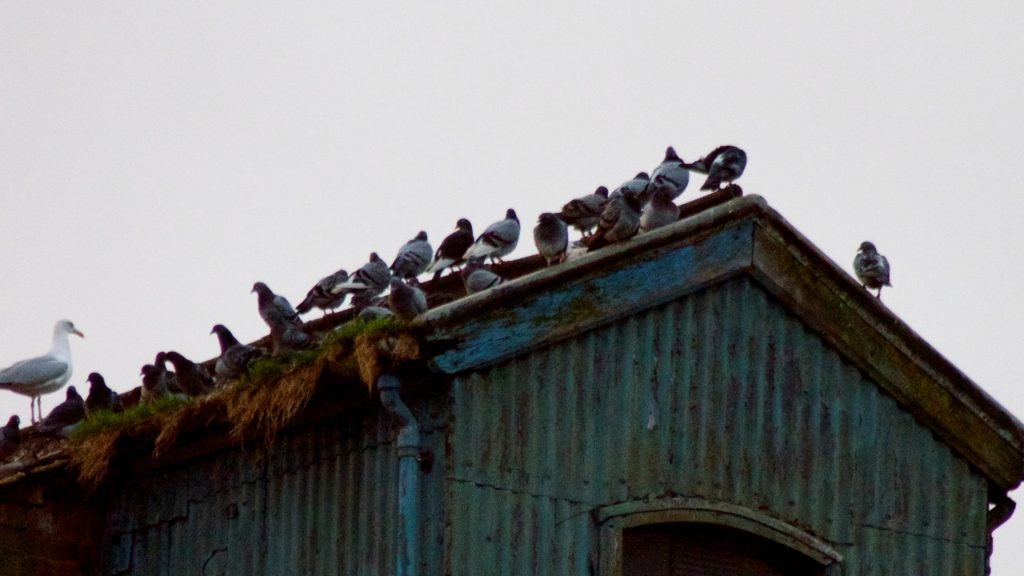 How To Get Rid of Pigeons in a Barn