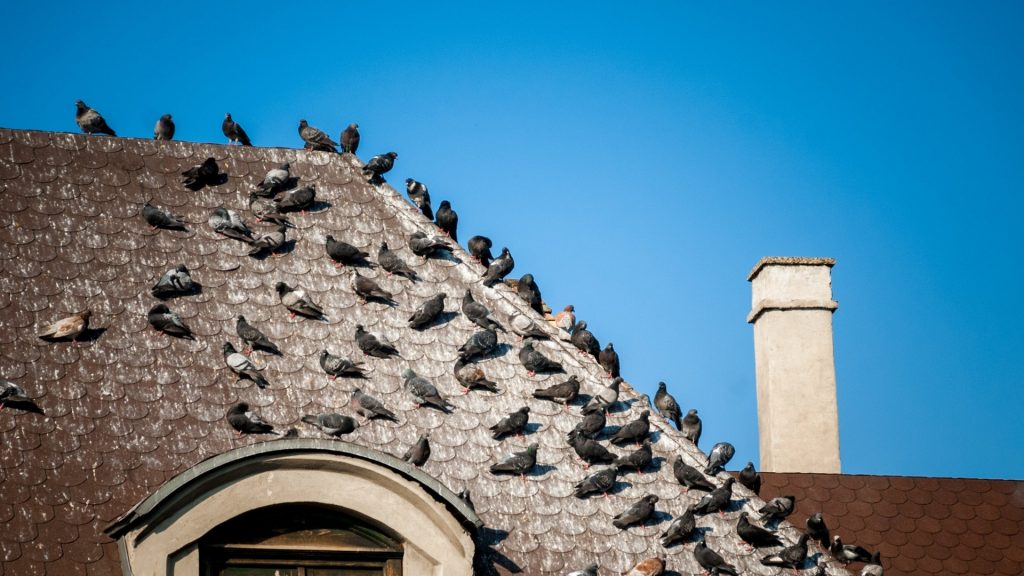 How To Get Rid of Pigeons on Roof