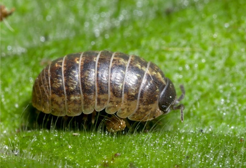 How To Get Rid of Pill Bugs.