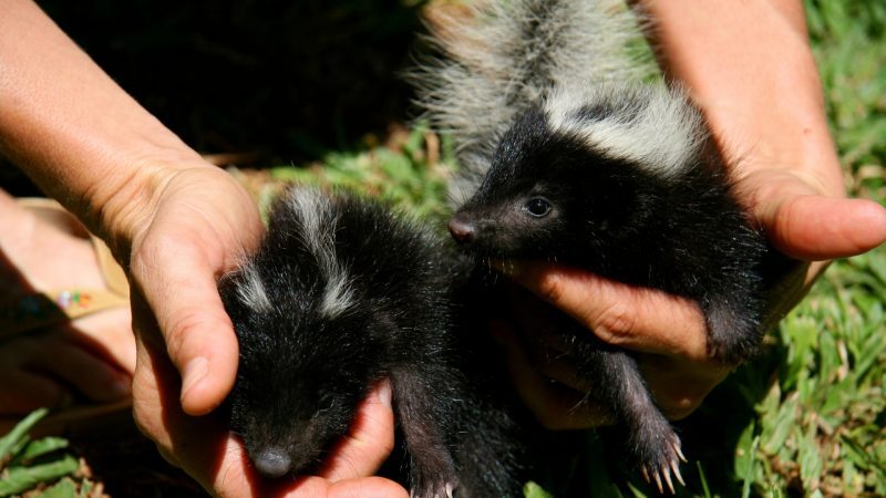 How To Get Rid of Skunk Spray on Humans