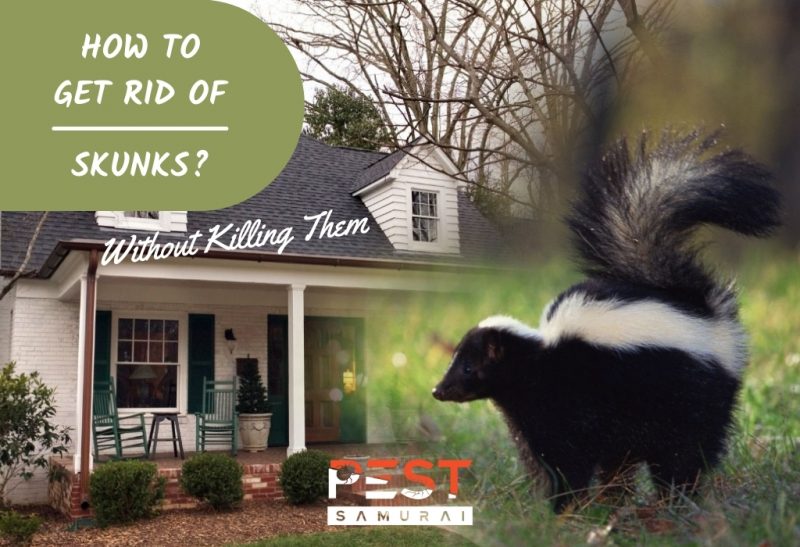 How To Get Rid of Skunks Without Killing Them.