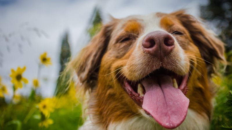 How To Get Skunk Smell Off Dog