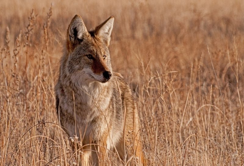 How To Keep Coyotes Away.
