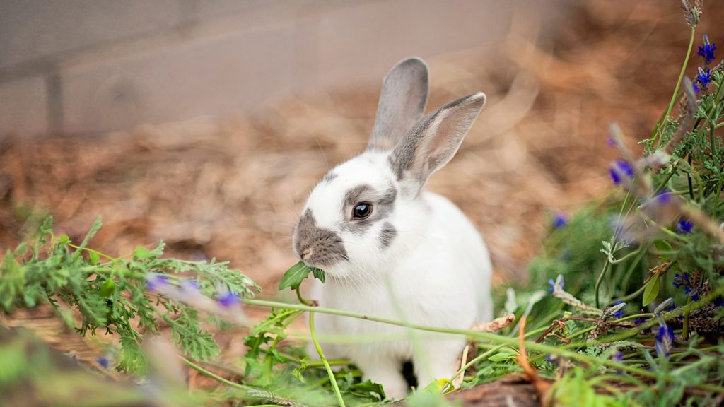 How To Keep Rabbits From Eating Plants