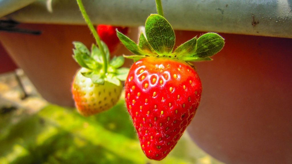 How To Keep Rabbits Out of My Strawberries