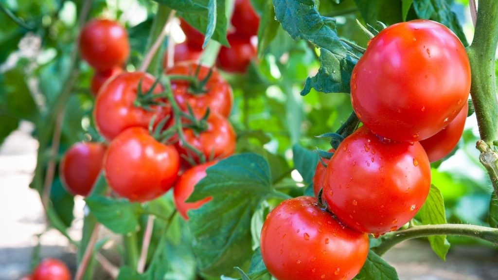 How To Keep Rabbits Out of Tomato Plants