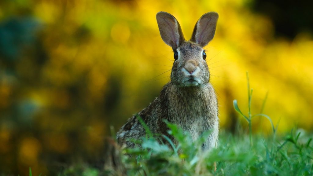 How-To-Keep-Rabbits-Out-of-Your-Garden