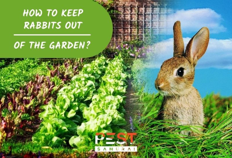 How To Keep Rabbits Out of the Garden Without a Fence.