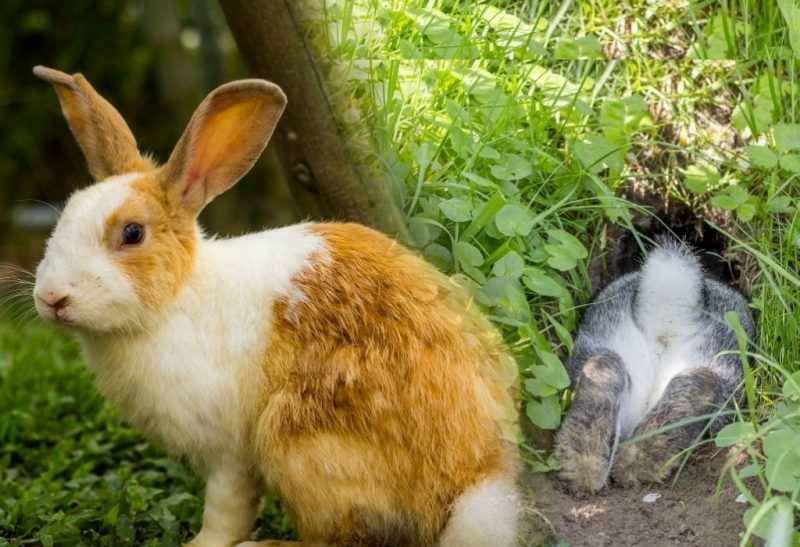 How To Stop Rabbits From Digging Holes Around Your Yard and Garden.
