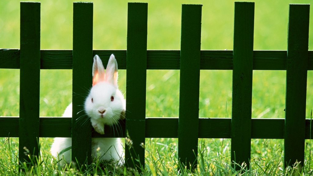 como impedir que os coelhos cavem sob cerca