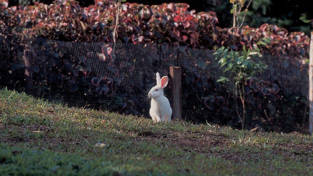 ウサギが小屋の下を掘るのを止める方法