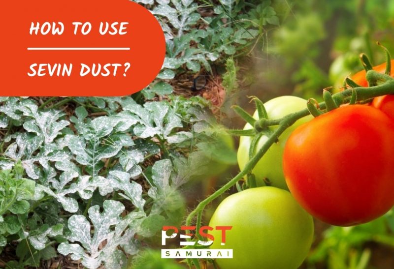 How To Use Sevin Dust.