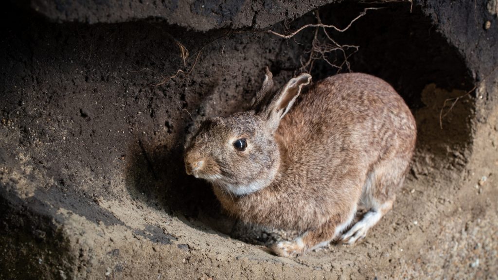How and Where Do Rabbits Dig Their Holes (Burrows)