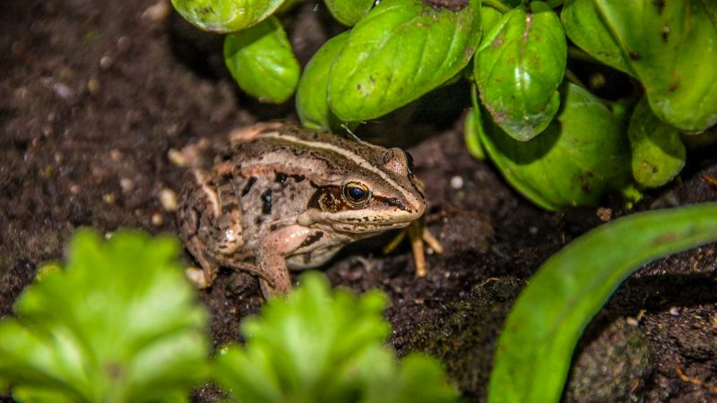 How to Get Rid of Frogs in Yard.