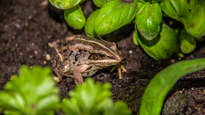 How to Kill or Get Rid of Frogs and Toads - Dengarden