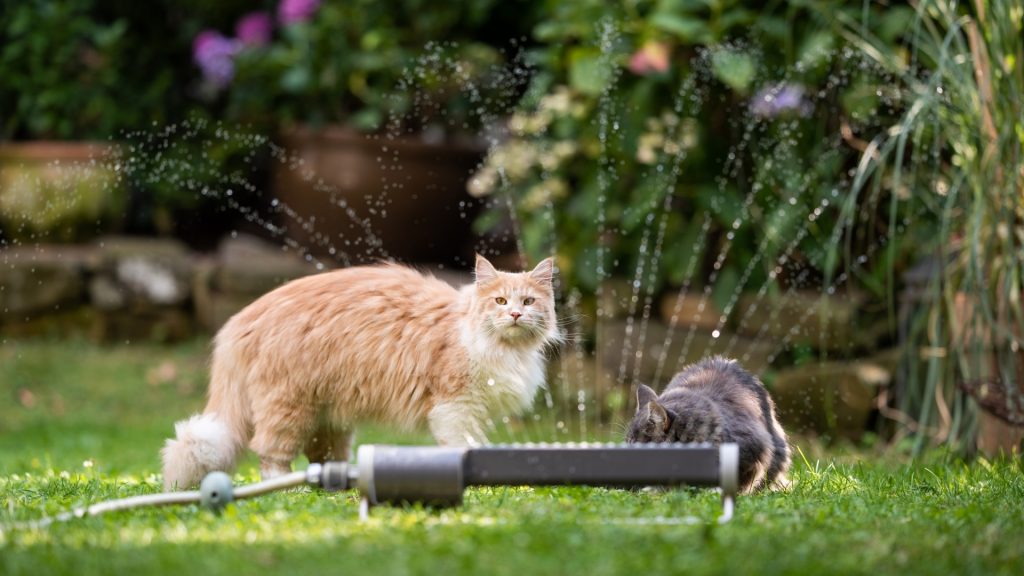 How to Keep Cats Out of Your Yard, Garden and Flowerbeds Safe Guide.