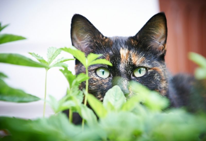 How to Keep Cats Out of Your Yard, Garden, and Flowerbeds.