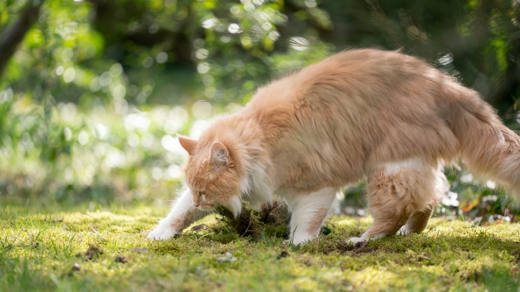 How to Stop Cats Digging in Your Yard, Garden and Flowerbeds.