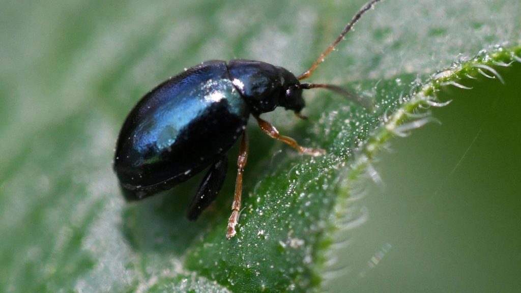 Jumping Bugs That Look Like Ticks