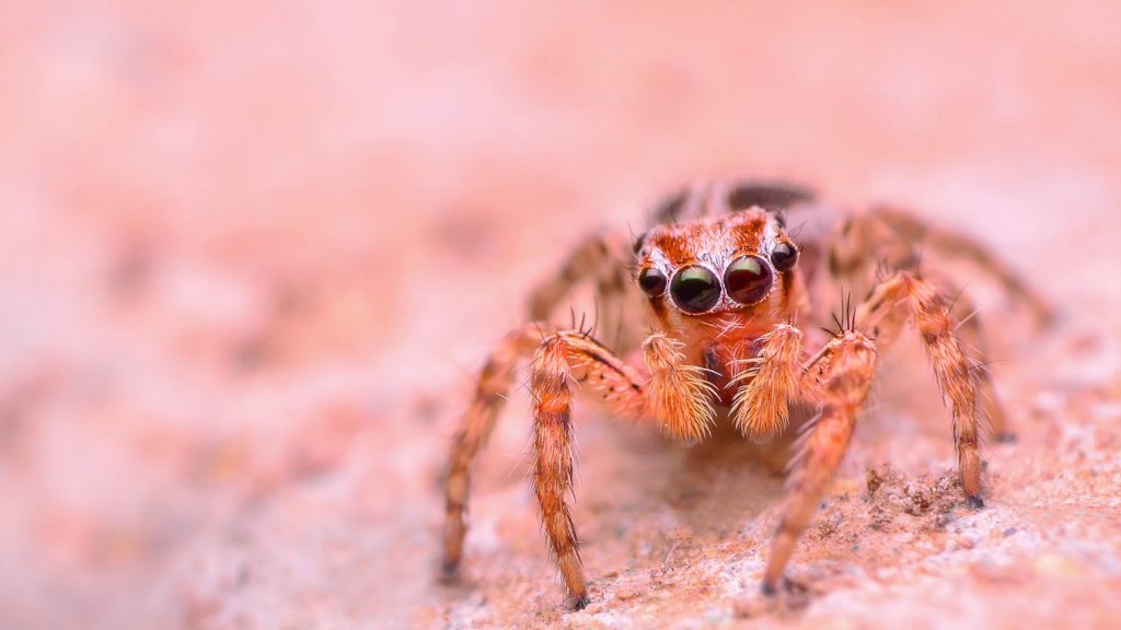 Jumping spider