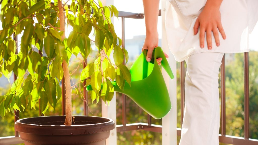 Keep Pill Bugs Out of the House and Garden