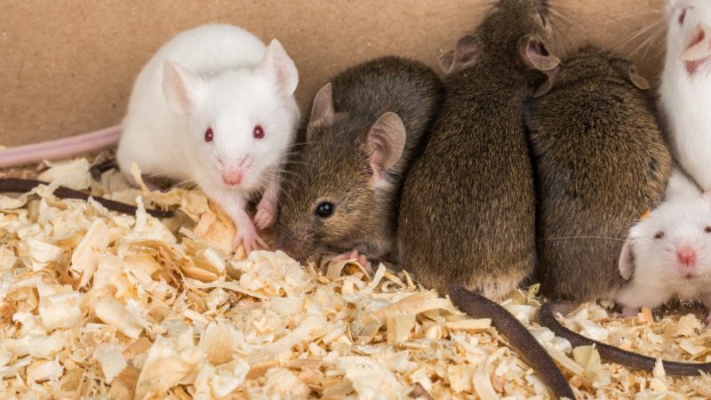 Main Differences Between Rat and Mice Droppings