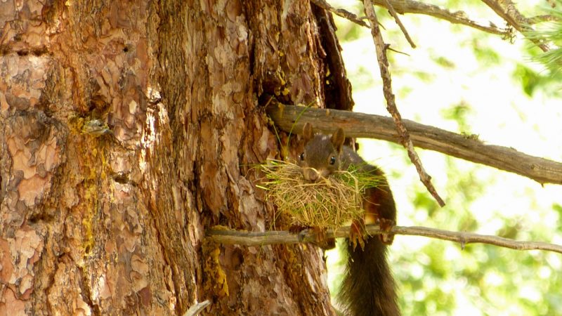 Nest Building