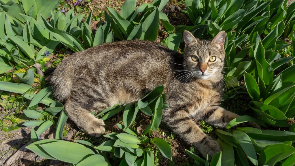 Reasons Why You Should Protect Your Yard, and Especially a Vegetable Garden from Cat and Other Pets.