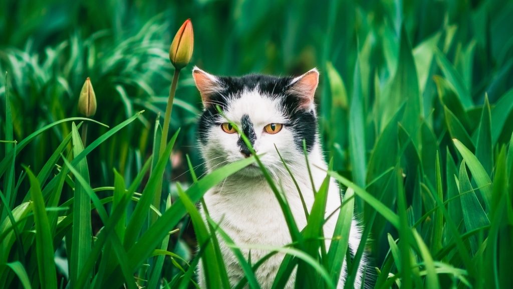 Should You Allow Your Cat to Enter Your Yard, Garden, or Flowerbeds.