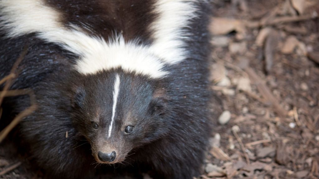 Skunk in Chicken Coop