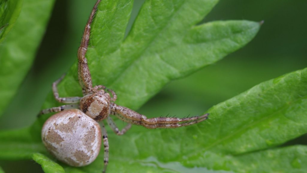 Spiders That Look Like Ticks