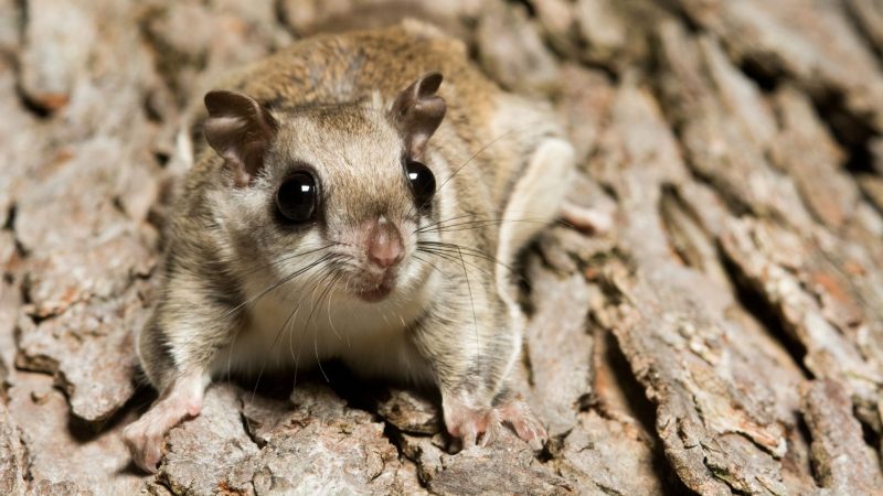 Southern Flying Squirrels