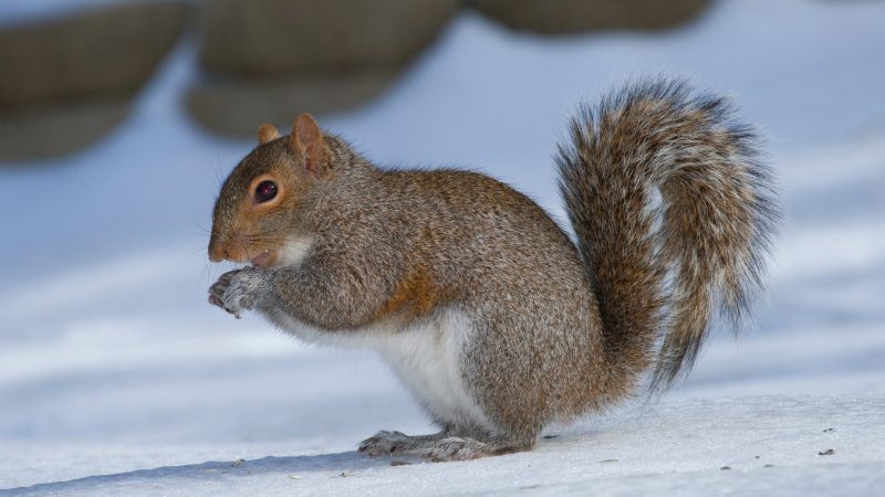 Squirrels During Winter