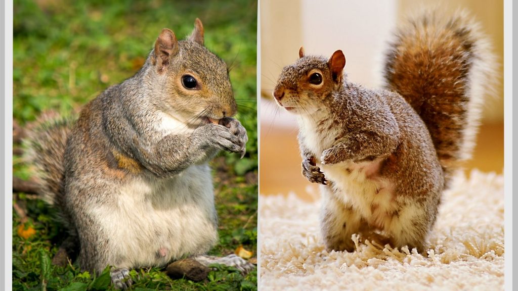 Squirrels in the Wild vs. In Captivity
