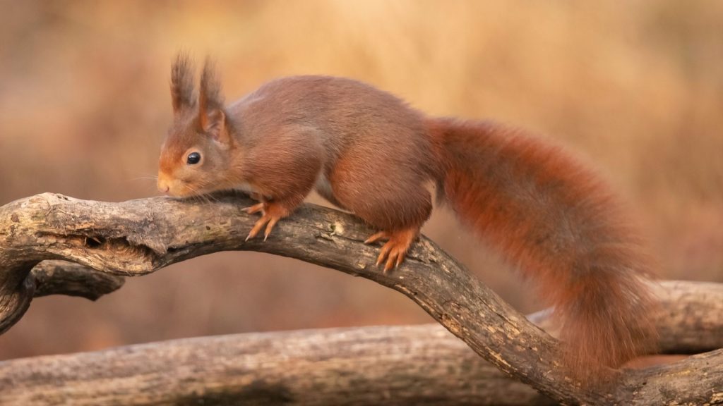The Red Squirrels