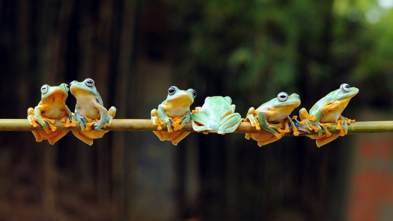 Types of Frogs.