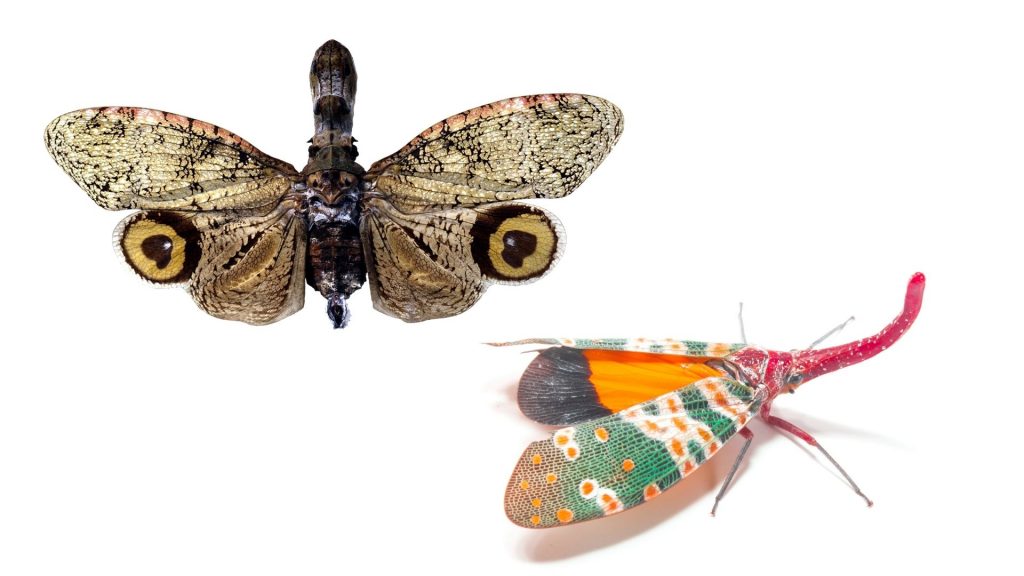 Types of Lanternflies