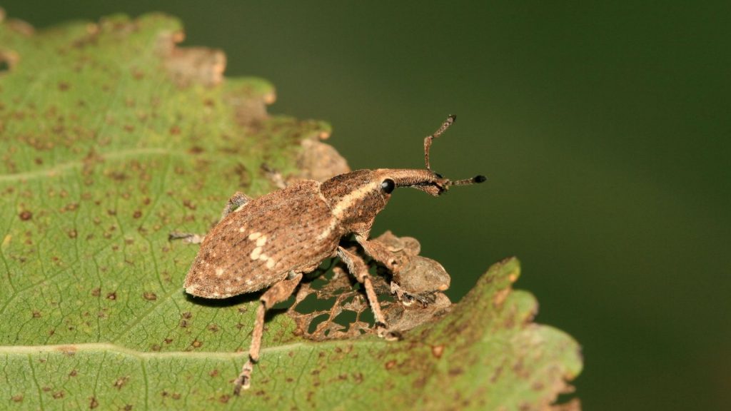 Weevil or Tick: What Is the Difference?