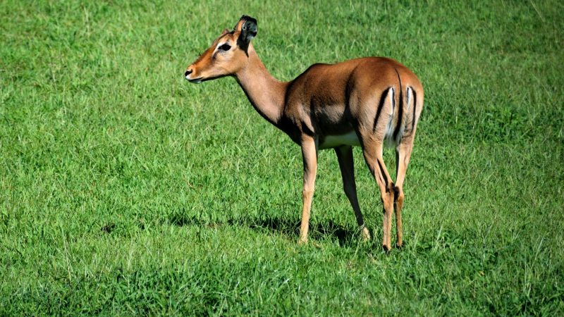 What Animals Can Cause Damage to Your Garden