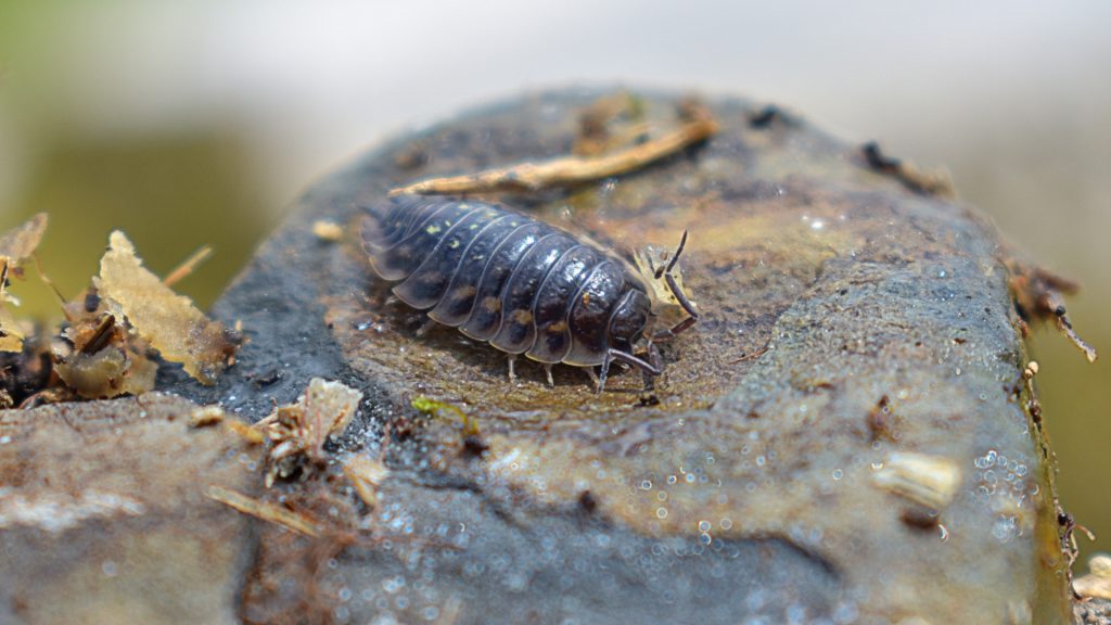 What Are Pill Bugs Attracted To