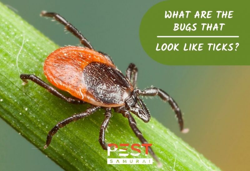 Bugs That Look Like Ticks Identification And Control Guide Pest Samurai ...