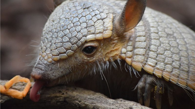 What Do Armadillos Eat