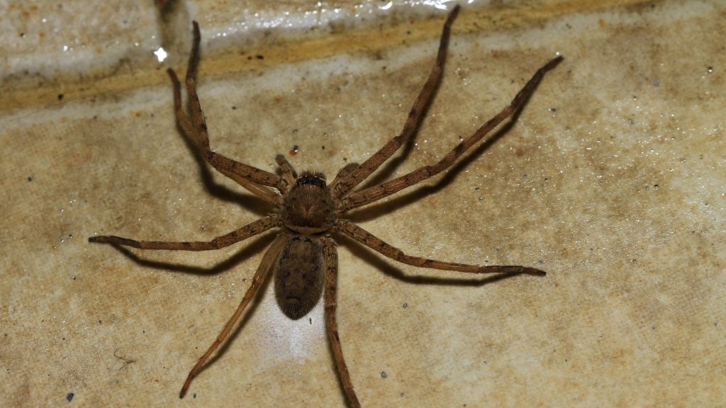 What Do Common House Spiders Look Like