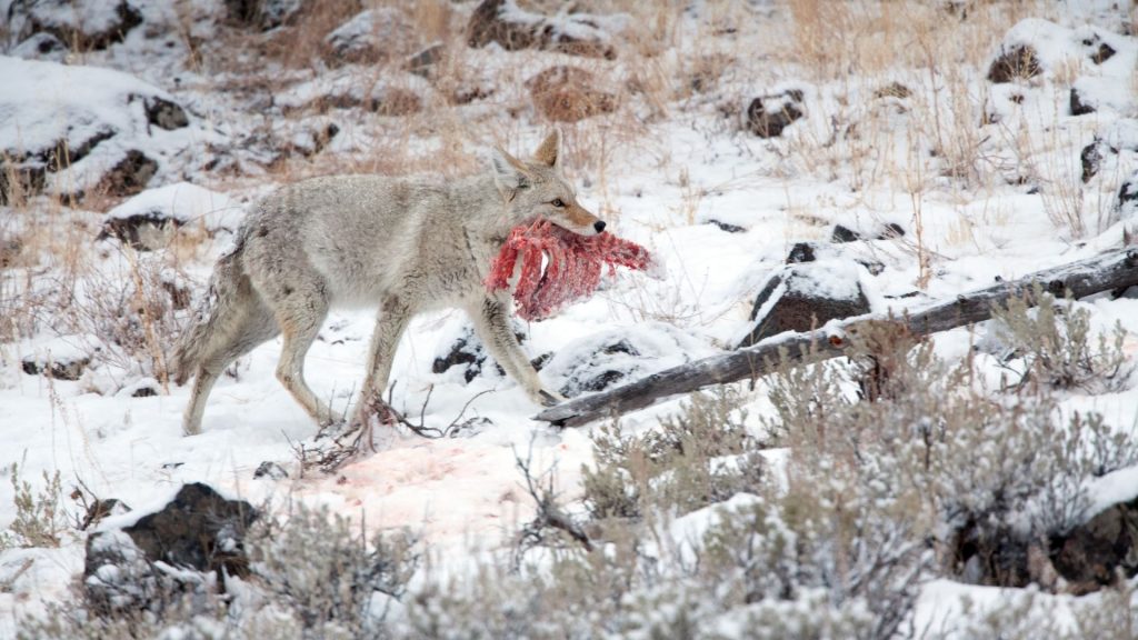 What Do Coyotes Eat