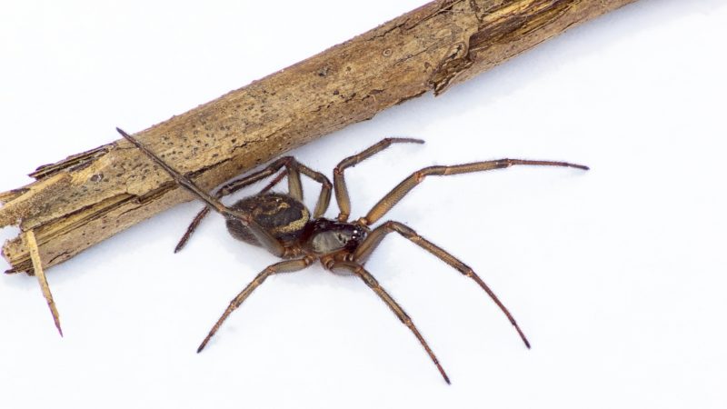 What Do False Widows Look Like