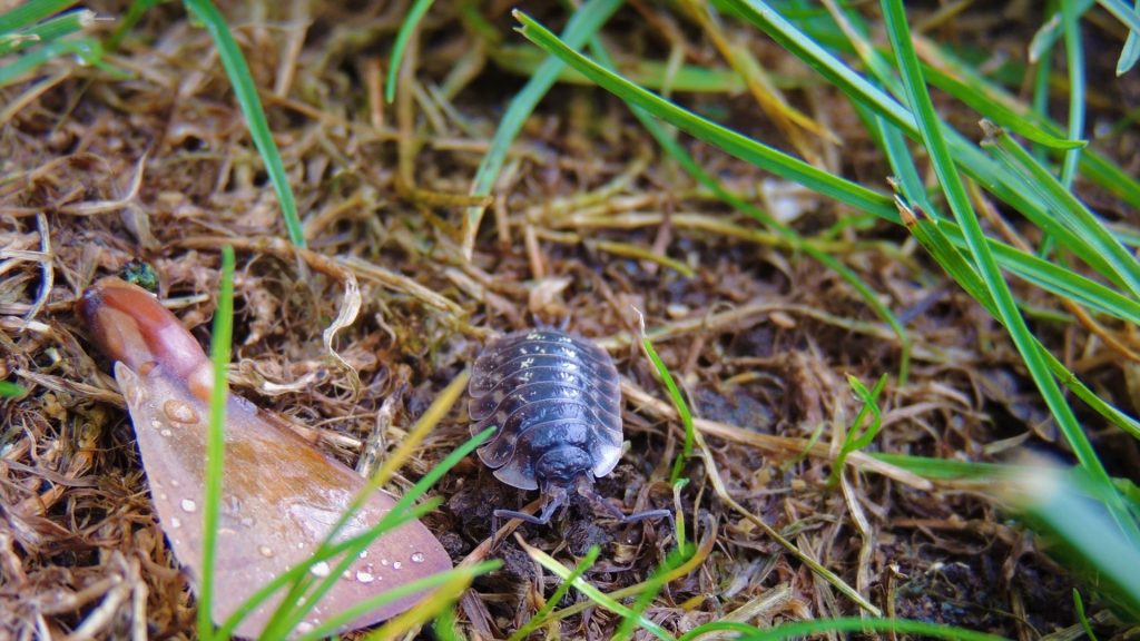 sow bugs eating carrot seedlings