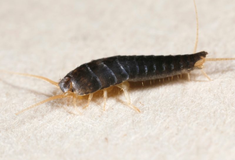 What Do Silverfish Eat